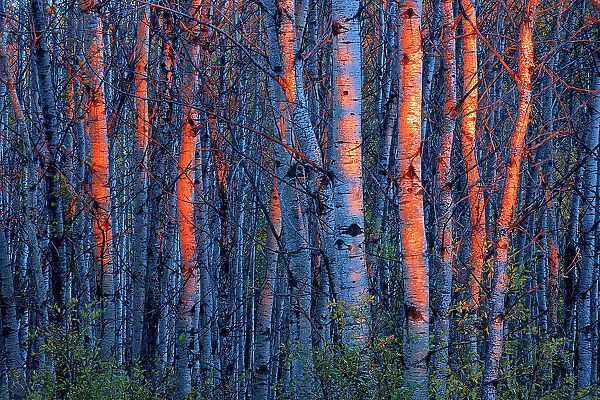 Last light on aspen trees, Duck Mountain Provincial Park, Manitoba, Canada