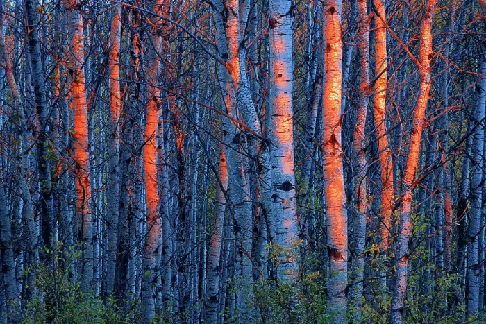 Framed Print : Last light on aspen trees, Duck Mountain Provincial Park, Manitoba, Canada Framed Print : Last light on aspen trees, Duck Mountain Provincial Park, Manitoba, Canada
