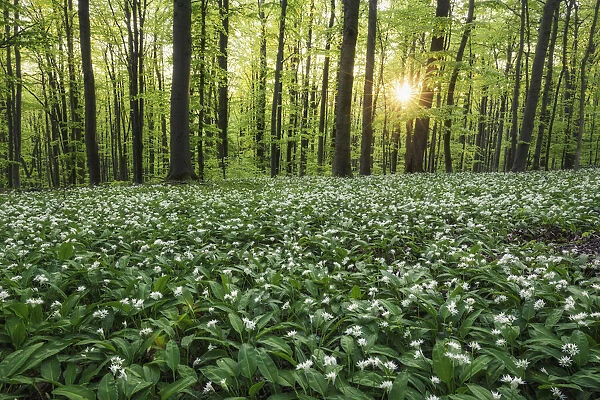 light-flooded beech forest with blooming wild garlic (Allium ursinum), Hainich National Park, Thuringia, Germany, Europe