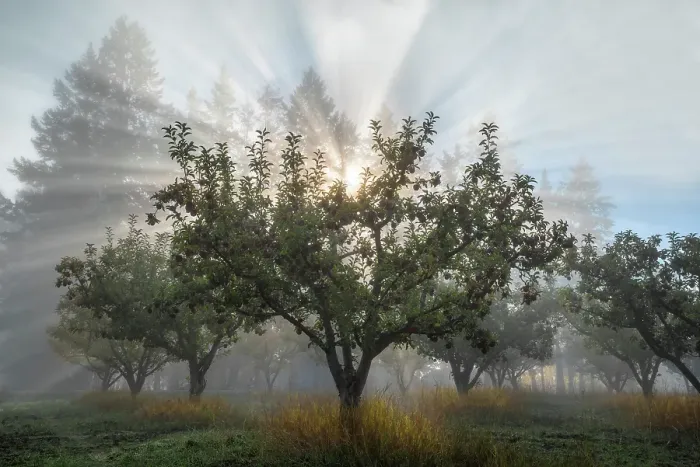 Framed Print : Light rays in an orchard, Salmon Arm, British Columbia, Canada Framed Print : Light rays in an orchard, Salmon Arm, British Columbia, Canada