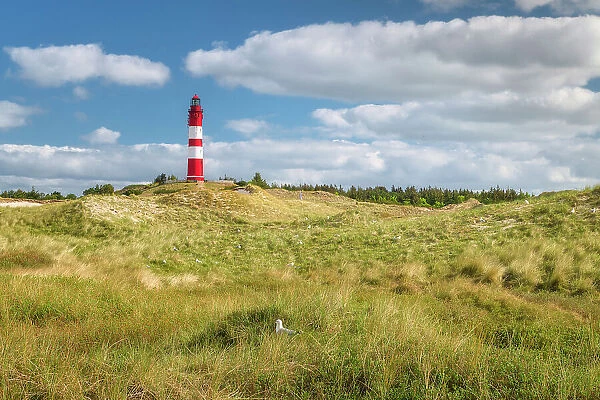 Lighthouse in the dunes, Amrum island, National Park Schleswig-Holsteinisches Wattenmeer, Amrum island, North Sea, North Friesland, Germany, Europe