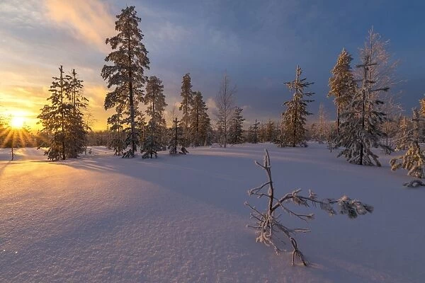 The lights of the arctic sunset illuminate the snowy woods Vennivaara Rovaniemi Lapland
