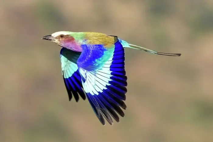 Framed Print : Lilac Breasted Roller in flight, Zimanga Private Game Reserve, Natal, South Africa