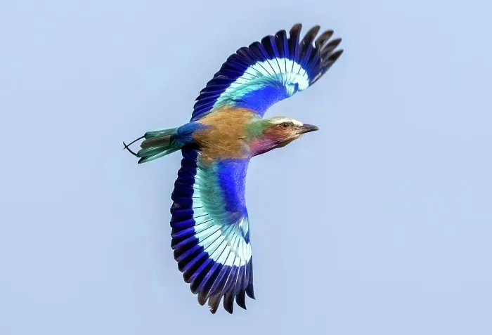 Framed Print : Lilac Breasted Roller in flight, Zimanga Private Game Reserve, Natal, South Africa Framed Print : Lilac Breasted Roller in flight, Zimanga Private Game Reserve, Natal, South Africa