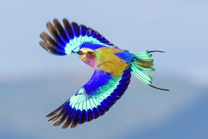 Framed Print : Lilac Breasted Roller in flight, Zimanga Private Game Reserve, Natal, South Africa