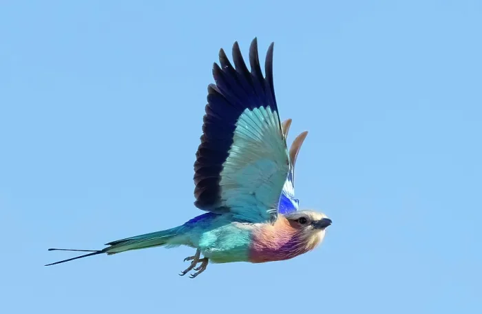 Framed Print : Lilac breasted roller in flight, Zimanga Private Game Reserve, KwaZulu Natal, South Africa