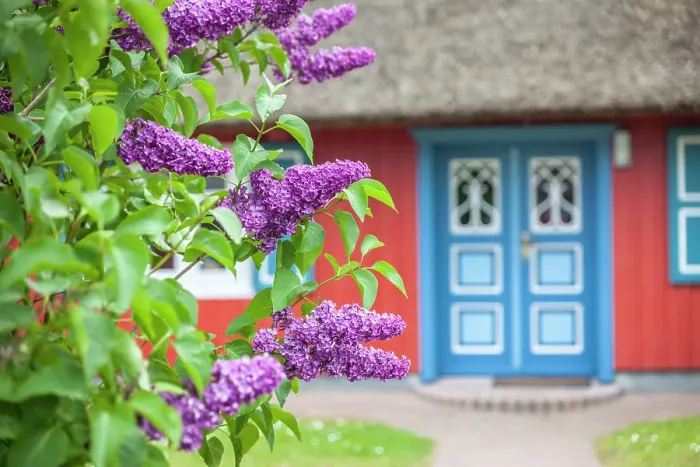 Framed Print : Lilac bush in front of a beautiful, old thatched roof house in Born am Darss, Mecklenburg-Western Pomerania, Baltic Sea, Northern Germany, Germany Framed Print : Lilac bush in front of a beautiful, old thatched roof house in Born am Darss, Mecklenburg-Western Pomerania, Baltic Sea, Northern Germany, Germany