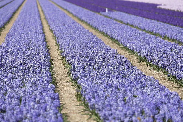 Lilacs in fields, Lisse, Netherlands