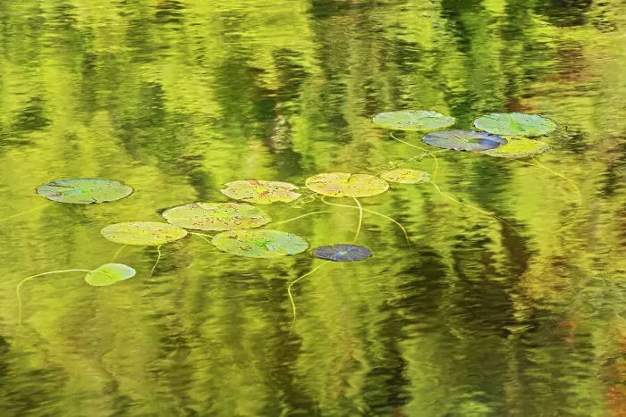Framed Print : Lily pads in Blinfold Lake Near Kenora, Ontario, Canada Framed Print : Lily pads in Blinfold Lake Near Kenora, Ontario, Canada