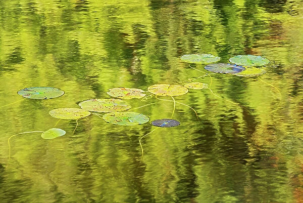 Lily pads in Blinfold Lake Near Kenora, Ontario, Canada