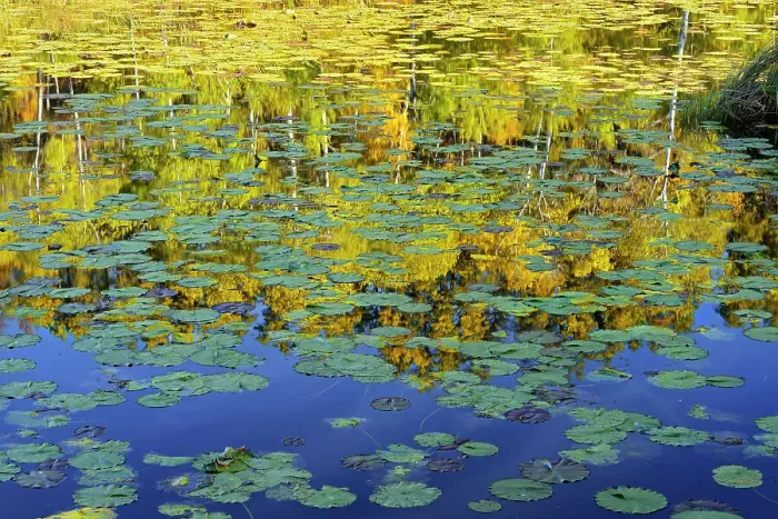 Framed Print : Lily pads in pond Whiteshell Provincial Park, Manitoba, Canada Framed Print : Lily pads in pond Whiteshell Provincial Park, Manitoba, Canada