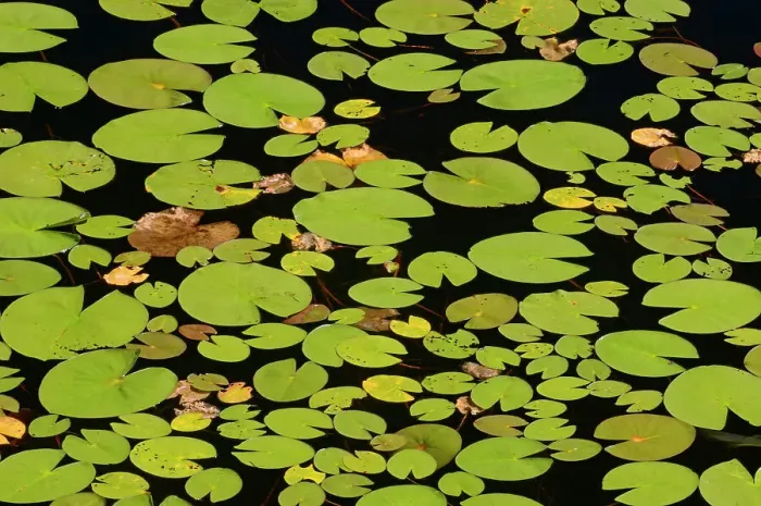 Framed Print : Lily pads in pond WHiteshell Provincial Park, Manitoba, Canada Framed Print : Lily pads in pond WHiteshell Provincial Park, Manitoba, Canada