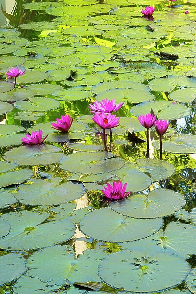 Lily pond, Luang Prabang (ancient capital of Laos on the Mekong river), Laos