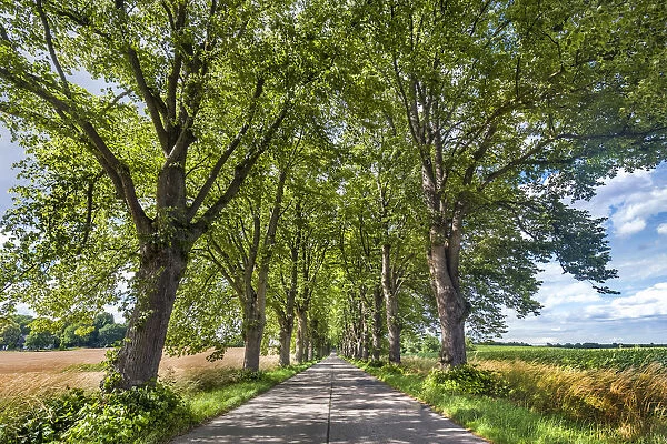 Lime tree avenue, Krummin, Usedom island, Mecklenburg-Western Pomerania, Germany
