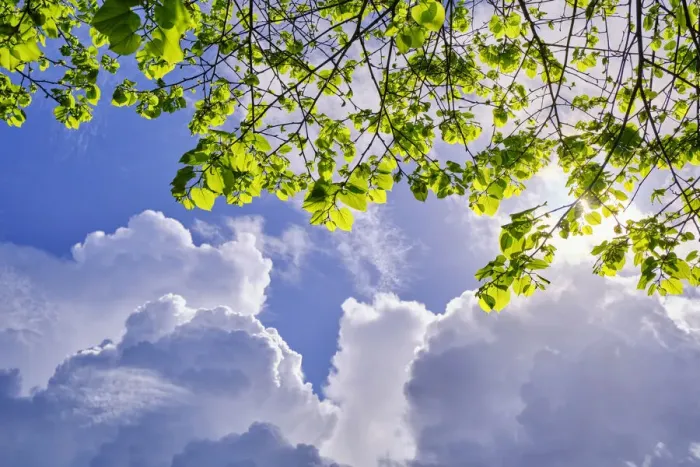 Framed Print : Lime tree against the clouds. Palmela, Portugal Framed Print : Lime tree against the clouds. Palmela, Portugal