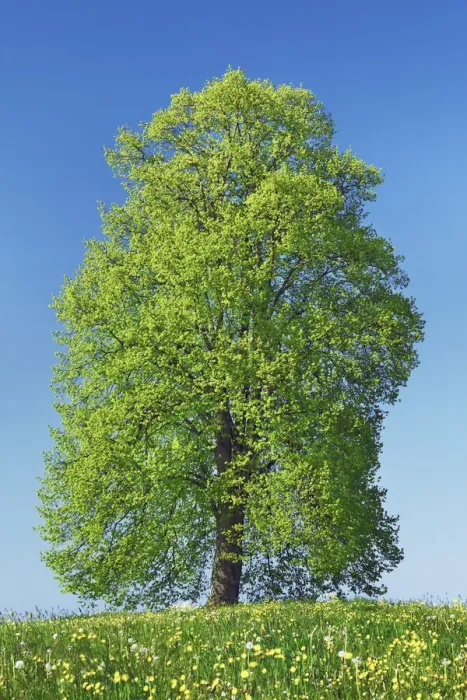 Framed Print : Lime tree and crowfoot - Switzerland, Thurgau, Wil, Oberburen - Niederwil Framed Print : Lime tree and crowfoot - Switzerland, Thurgau, Wil, Oberburen - Niederwil