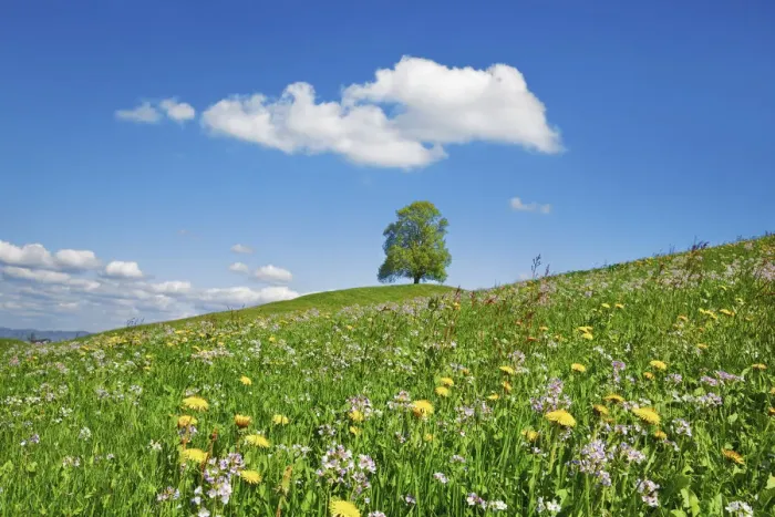 Framed Print : Lime tree in dandelion meadow - Switzerland, Zug, Zuger See, Menzingen - Neuheim Framed Print : Lime tree in dandelion meadow - Switzerland, Zug, Zuger See, Menzingen - Neuheim
