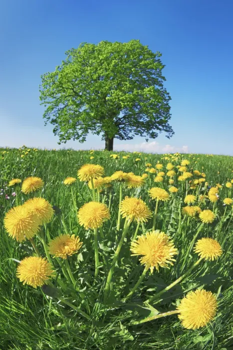 Framed Print : Lime tree with dandelions - Germany, Bavaria, Upper Bavaria, Miesbach, Holzkirchen Framed Print : Lime tree with dandelions - Germany, Bavaria, Upper Bavaria, Miesbach, Holzkirchen