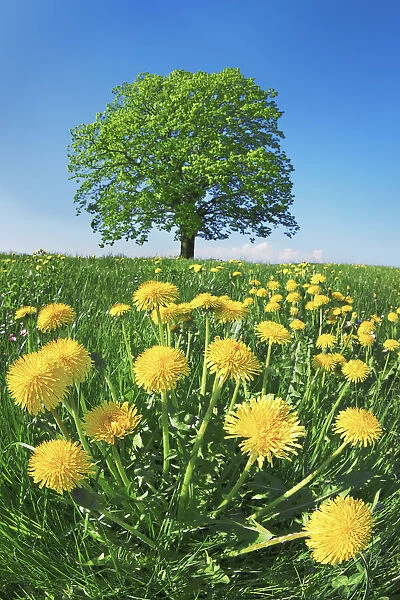 Lime tree with dandelions - Germany, Bavaria, Upper Bavaria, Miesbach, Holzkirchen