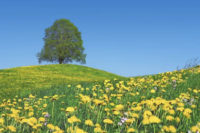 Framed Print : Lime tree and dandelions - Switzerland, Zug, Zuger See, Menzingen - Neuheim (DM)