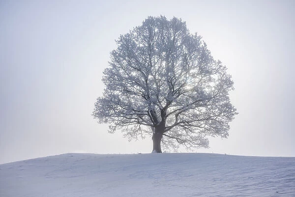 Lime tree with hoar frost, Toelzer Land, Upper Bavaria, Bavaria, Germany