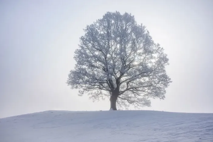 Framed Print : Lime tree with hoar frost, Toelzer Land, Upper Bavaria, Bavaria, Germany Framed Print : Lime tree with hoar frost, Toelzer Land, Upper Bavaria, Bavaria, Germany