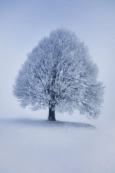 Lime tree with hoar frost in winter - Germany, Bavaria, Upper Bavaria, Miesbach