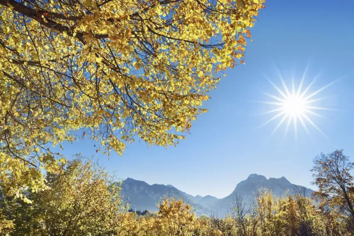 Framed Print : Lime tree and mountains - Germany, Bavaria, Swabia, OstAllgau, Fussen - Alps, Allgau Alps, Allgau Framed Print : Lime tree and mountains - Germany, Bavaria, Swabia, OstAllgau, Fussen - Alps, Allgau Alps, Allgau
