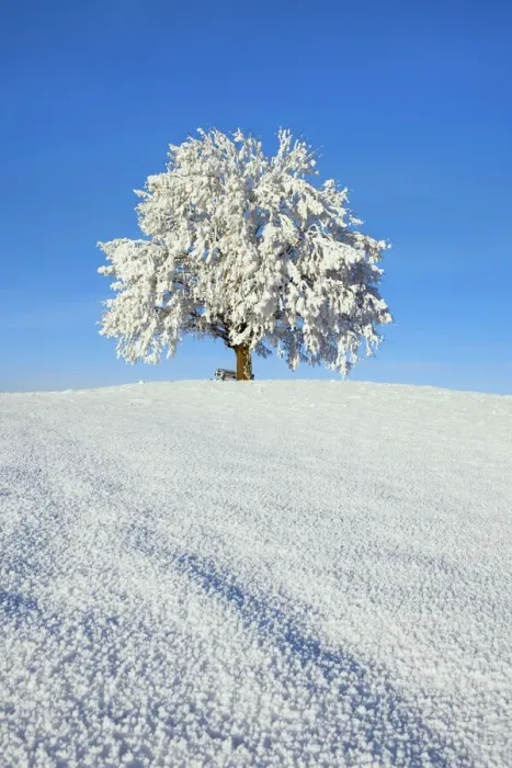 Framed Print : Lime tree snow covered - Germany, Bavaria, Upper Bavaria, Miesbach, Irschenberg