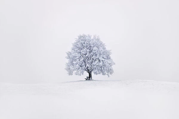 Lime tree snow covered - Germany, Bavaria, Upper Bavaria, Miesbach, Irschenberg