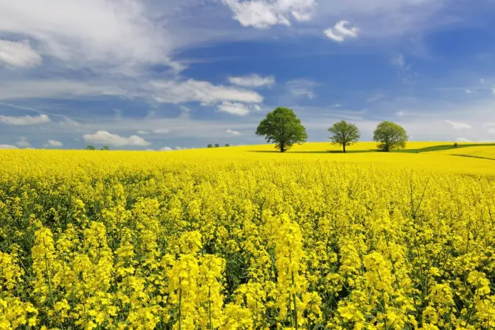 Framed Print : lime trees in flowering rape field in spring, Saxony, Germany, Europe Framed Print : lime trees in flowering rape field in spring, Saxony, Germany, Europe