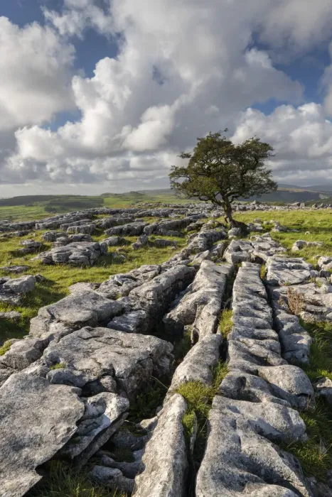 Framed Print : Limestone pavement and lone hawthorn tree at Winskill Stones