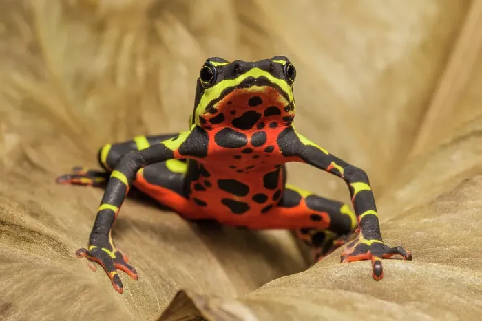 Framed Print : Limosa Harlequin Frog (Atelopus limosus) - captive bred, Ontario, Canada