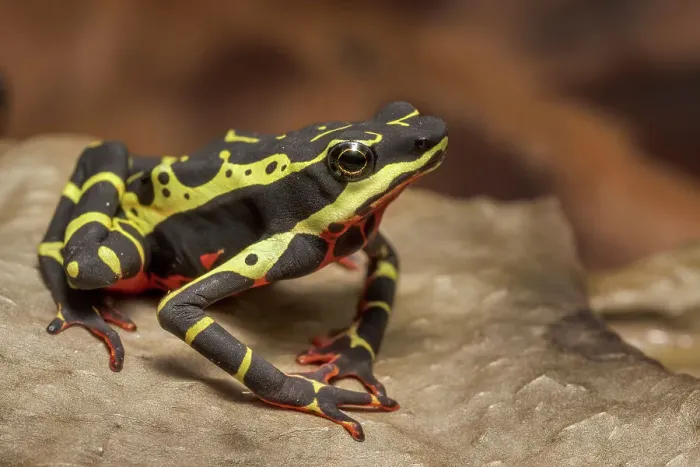 Framed Print : Limosa Harlequin Frog (Atelopus limosus) - captive bred, Ontario, Canada Framed Print : Limosa Harlequin Frog (Atelopus limosus) - captive bred, Ontario, Canada