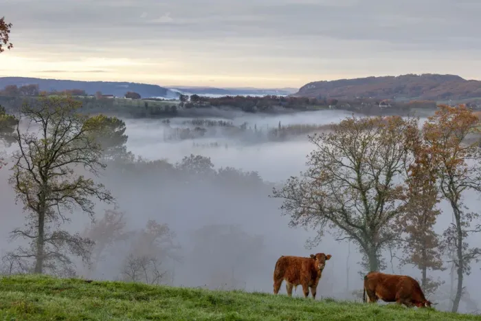 Framed Print : Limousin cows graze in the valley opposite Curemonte village, Curemonte, Correze Framed Print : Limousin cows graze in the valley opposite Curemonte village, Curemonte, Correze