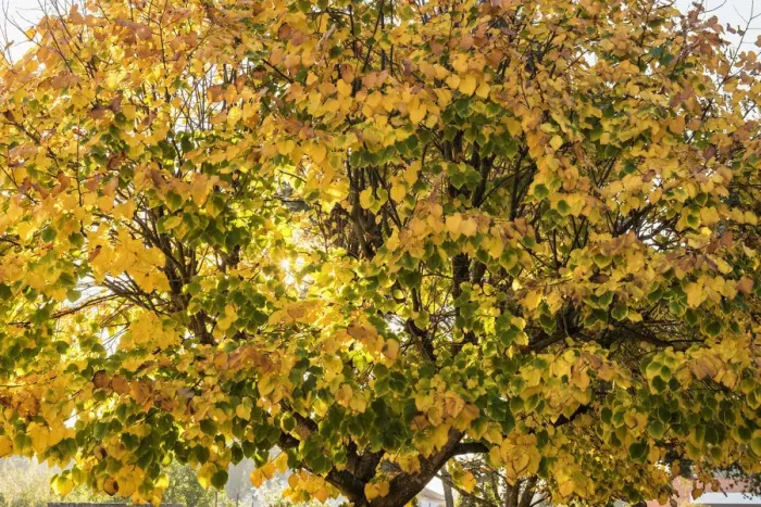 Framed Print : Linden tree in Autumn. Lisbon, Portugal Framed Print : Linden tree in Autumn. Lisbon, Portugal