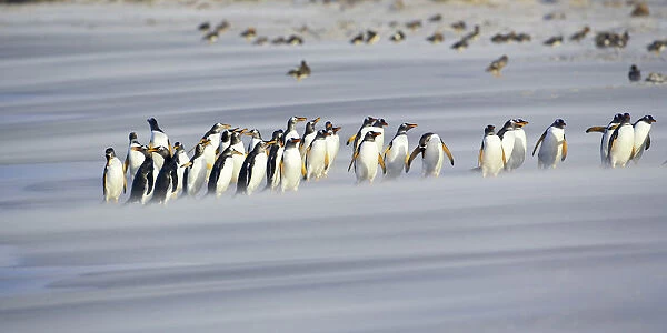 A line of Gentoo penguins (Pygoscelis papua) walking on the beach, Sea Lion Island