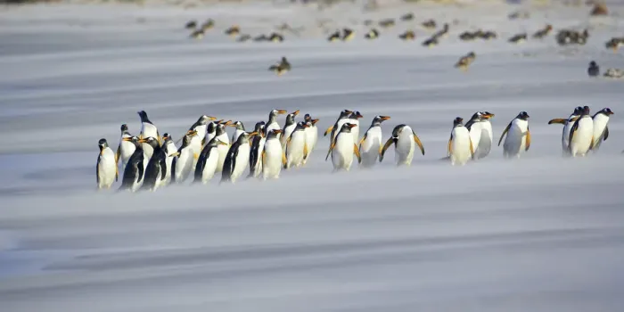 Framed Print : A line of Gentoo penguins (Pygoscelis papua) walking on the beach, Sea Lion Island Framed Print : A line of Gentoo penguins (Pygoscelis papua) walking on the beach, Sea Lion Island