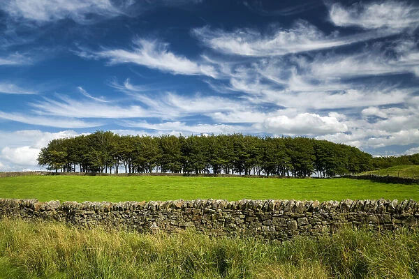 Line of Trees & Stone Wall, Peak District National Park, Derbyshire, England