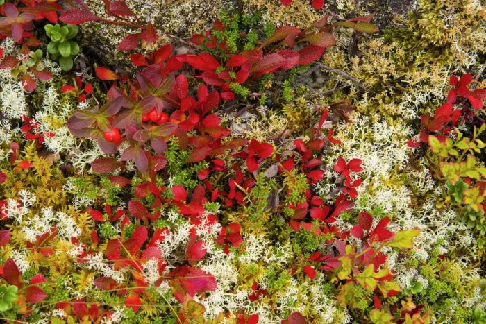 Framed Print : Lingonberries, Cowberries & Lichen, Lofoten Islands, Norway Framed Print : Lingonberries, Cowberries & Lichen, Lofoten Islands, Norway