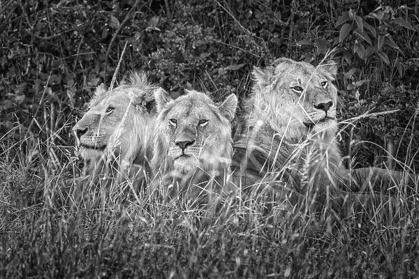 Lion brothers (panthera leo) in the Msai Mara game reserve, Kenya