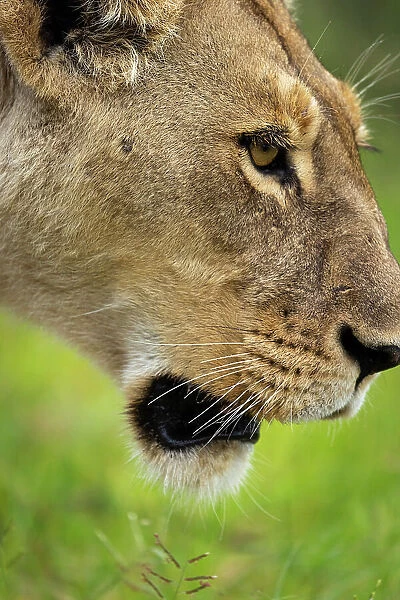 Lion close up, Okavango Delta, Botswana