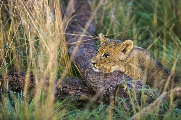 Lion cub on fallen branch, Liuwa Plain National Park, Zambia