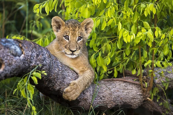 Lion cub on fallen branch, Liuwa Plain National Park, Zambia