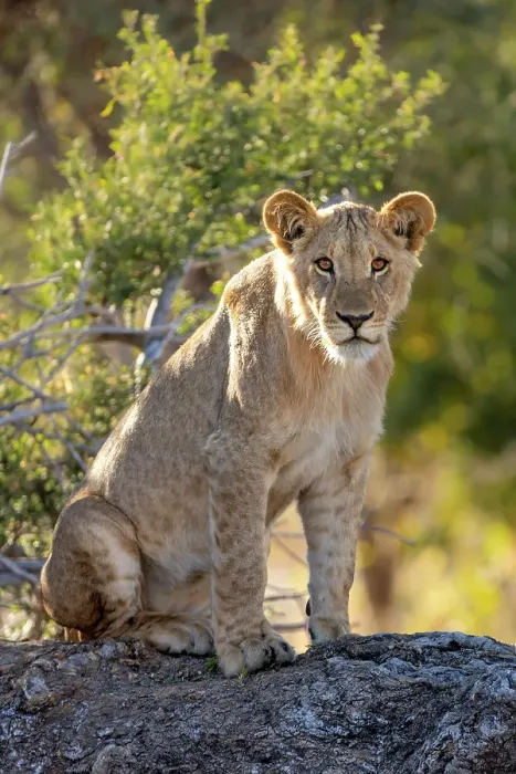 Framed Print : Lion cub on a fallen tree, Okavango Delta, Botswana Framed Print : Lion cub on a fallen tree, Okavango Delta, Botswana