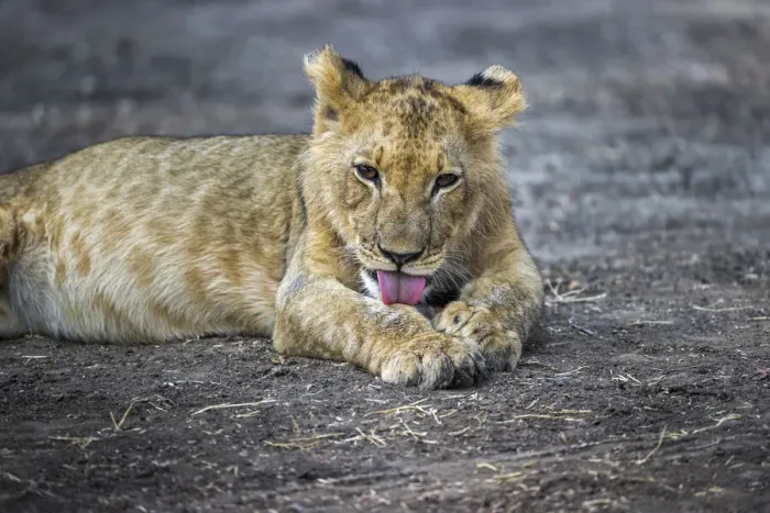 Framed Print : Lion cub grooming, Lower Zambezi National Park, Zambia