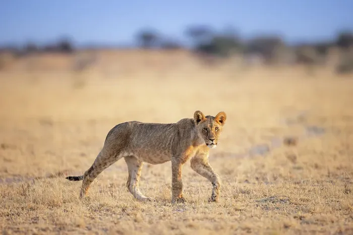 Framed Print : Lion cub, Kalahari Desert, Botswana Botswana Framed Print : Lion cub, Kalahari Desert, Botswana Botswana