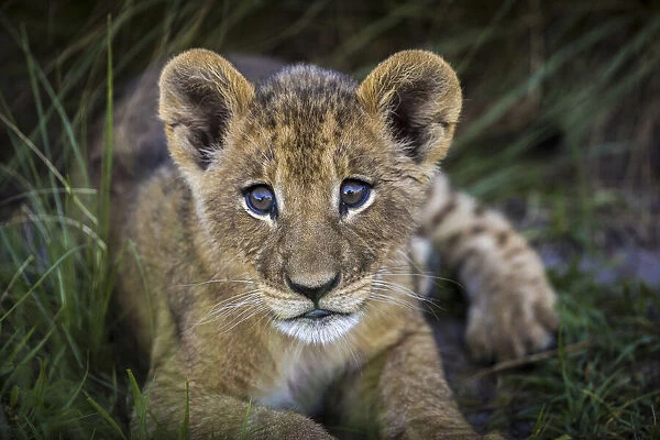 Lion cub, Liuwa Plain National Park, Zambia