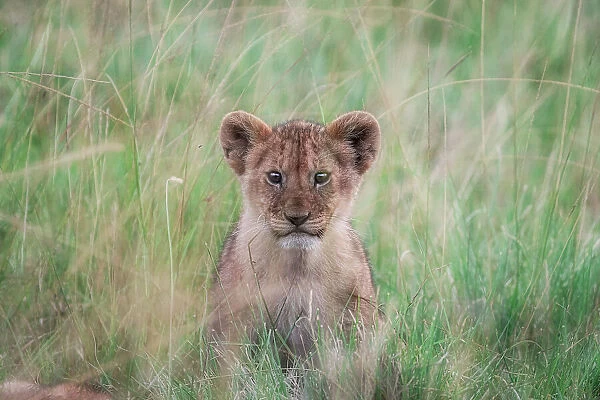 lion cub in the maasaimara, kenya