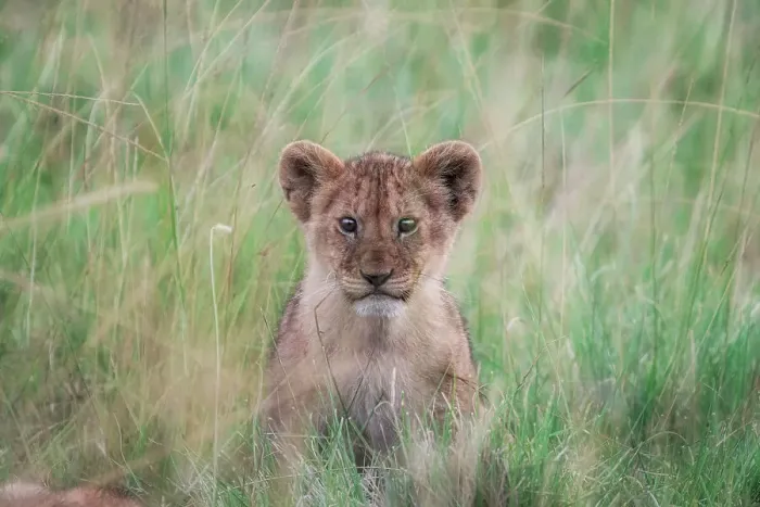 Framed Print : lion cub in the maasaimara, kenya Framed Print : lion cub in the maasaimara, kenya